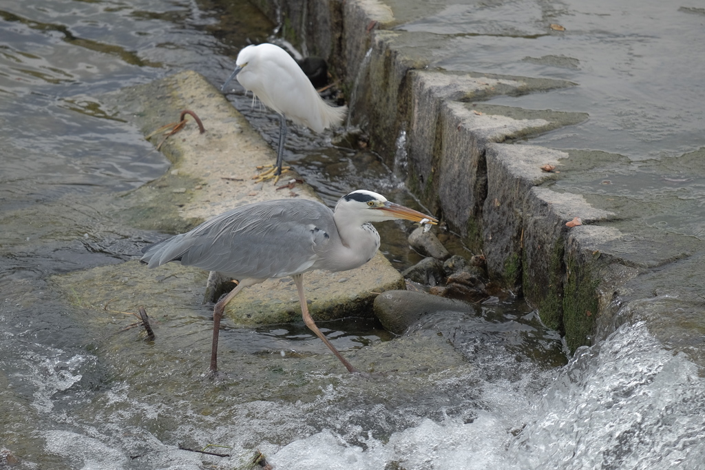 青サギ 小鷺はん こないして魚は捕りますねん 小サギ ぐぬぬ By 光速の豚 Id 写真 共有サイト Photohito