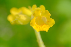 キバナツノゴマ(黄花角胡麻)