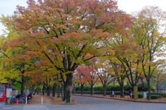 京都府立植物園前のケヤキ