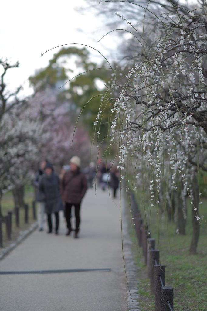 大阪城公園梅林