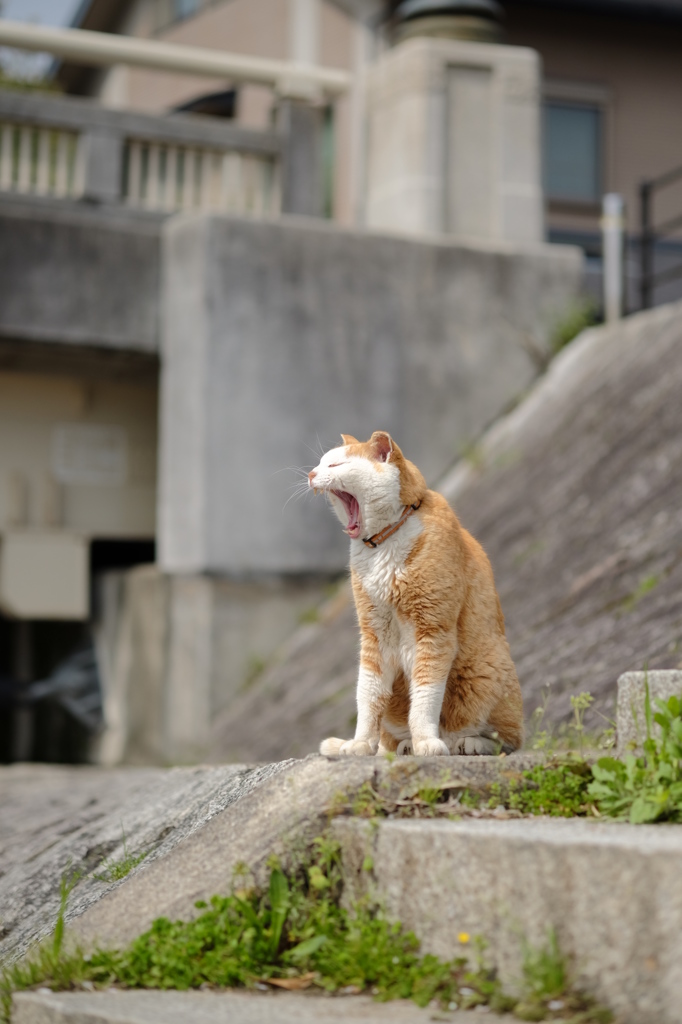 「ふぁ～、エエ天気やなぁ」
