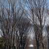 名古屋　久屋大通公園　けやき並木