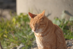 通りすがりの猫･三連星(君は安定の寝姿やね)