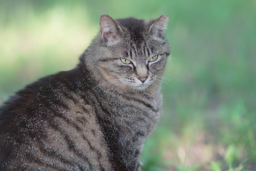 大阪城の雉虎猫再び
