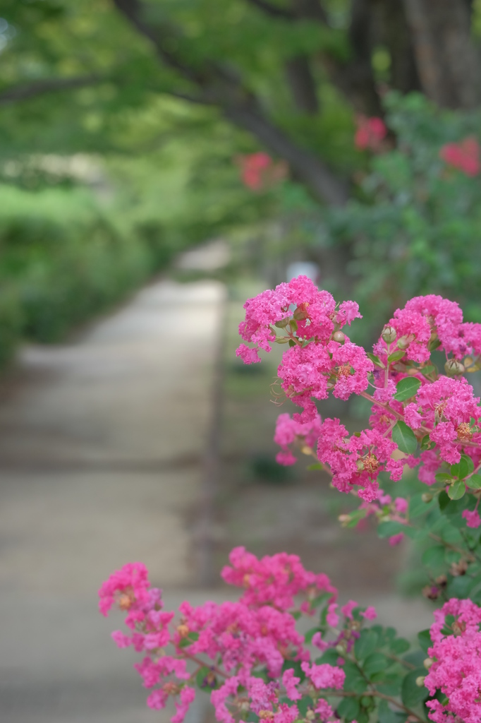 遅ればせながらの百日紅