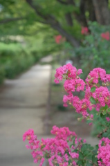 遅ればせながらの百日紅
