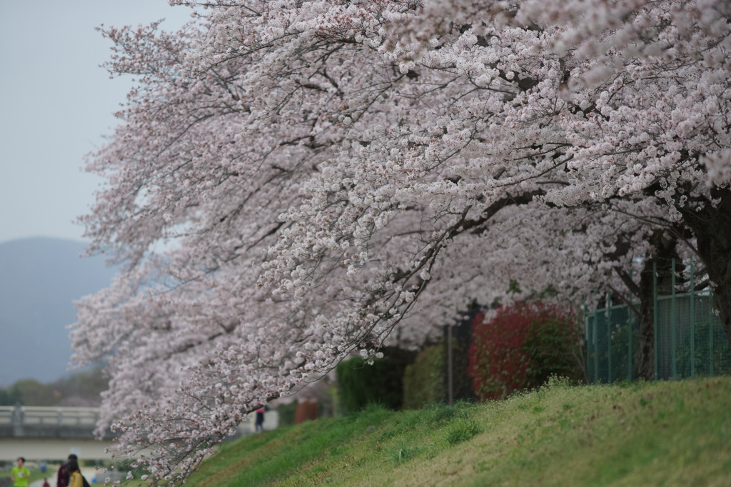 たまには桜もね(^^♪、でもよさこいの道すがら(笑)