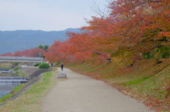 苦し紛れの紅葉2