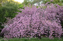日が暮れる前に何とか八重桜