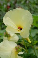 トロロアオイ(黄蜀葵)花オクラ