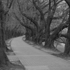 京都　八幡市　背割堤