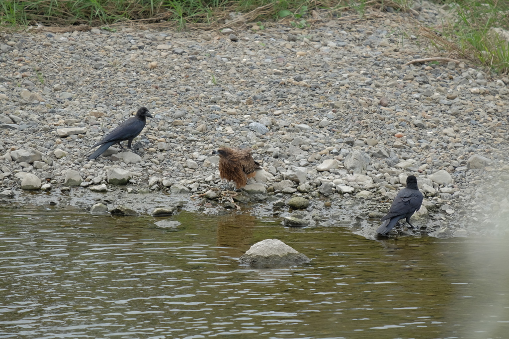 負けるなトンビさん！ズルいぞカラスさん！