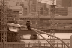 カラスは日暮れに何を見る