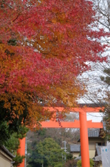 下鴨神社よ有難う2