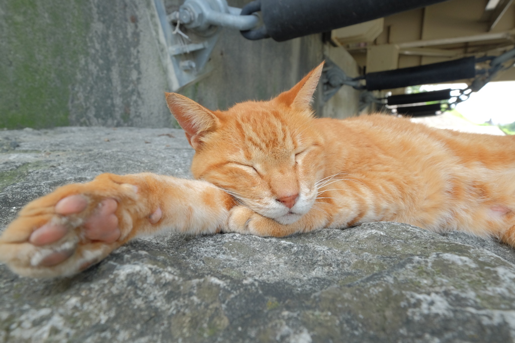 通りすがりの猫5-2(寝相の悪い奴)