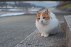 猫は日暮れに何を見る