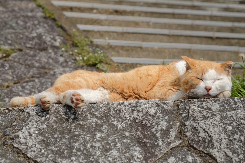 猫は寝るのが仕事です