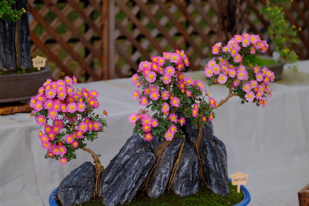 菊花展に行ってみた