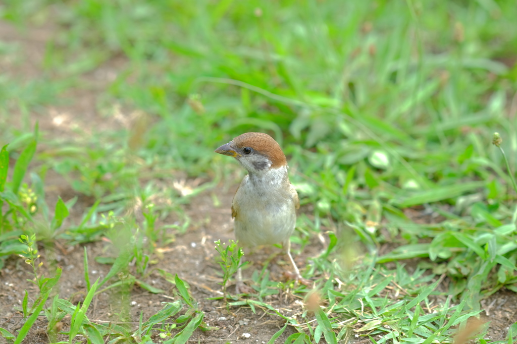 通りすがりの雀