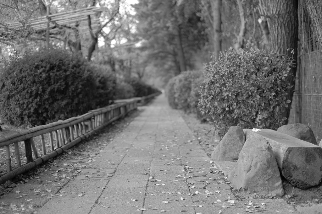 なからぎ(半木)の道