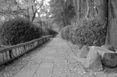 なからぎ(半木)の道