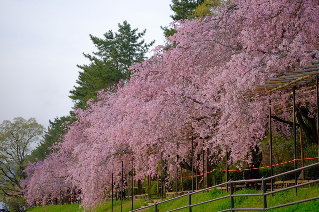 京都賀茂川　半木の道　紅枝垂桜