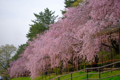 京都賀茂川　半木の道　紅枝垂桜