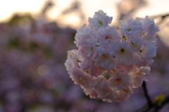 風吹くな、夕焼け入れて八重桜