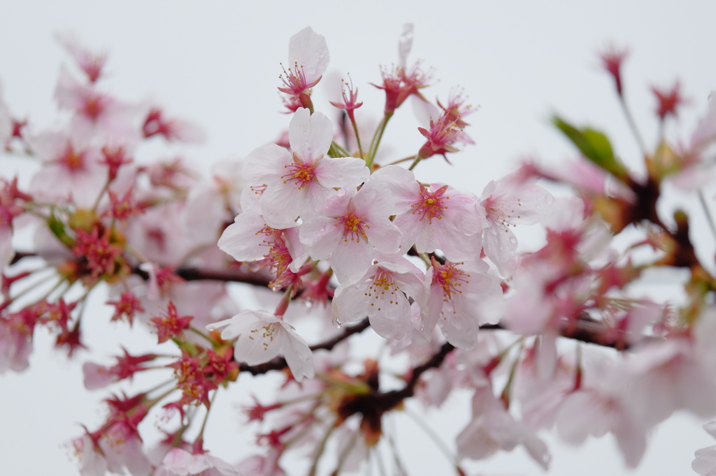 花は遅かった･･･