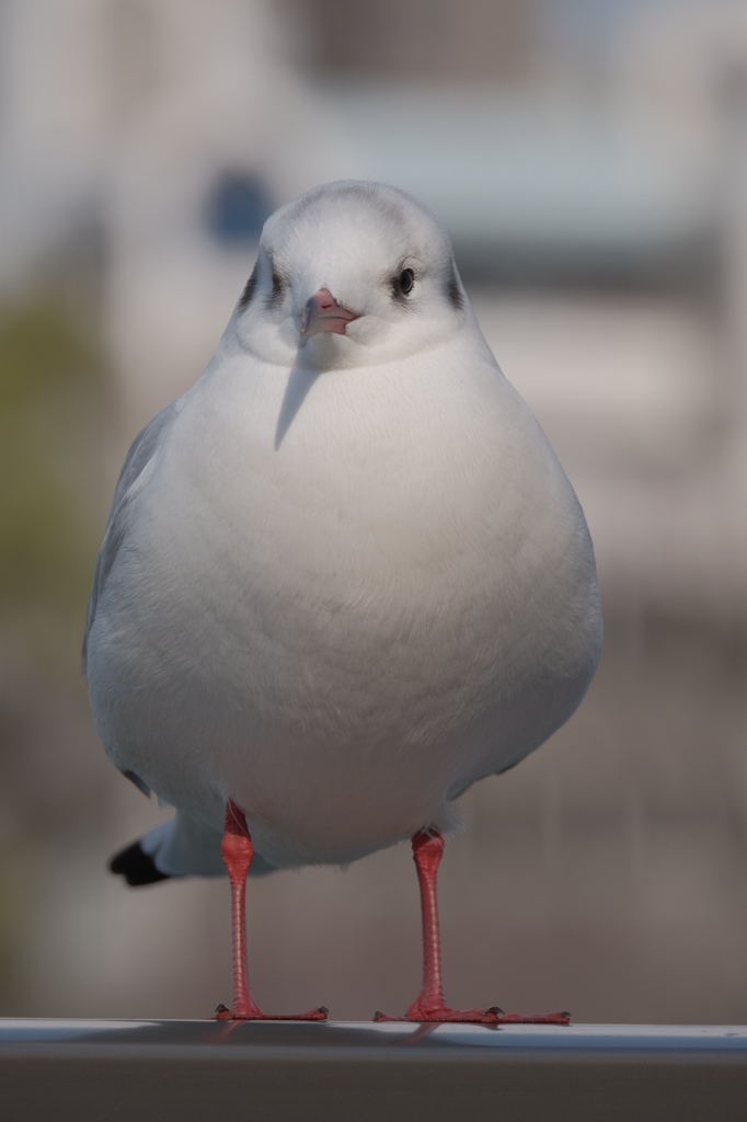 あれは何だ?　鳥か?　飛行機か?　雪見だいふくか(笑)