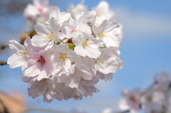 桜に間に合った(^^♪