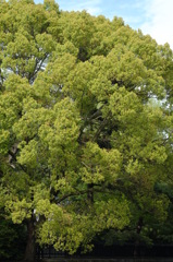 京都御苑　中山邸跡の大木