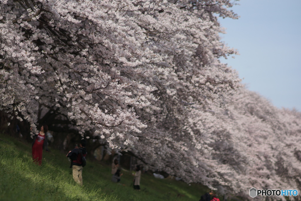 京都、八幡市背割堤の桜4
