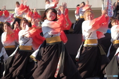 堺よさこいかえる祭り⑦大阪市立大学チーム朱蘭さん