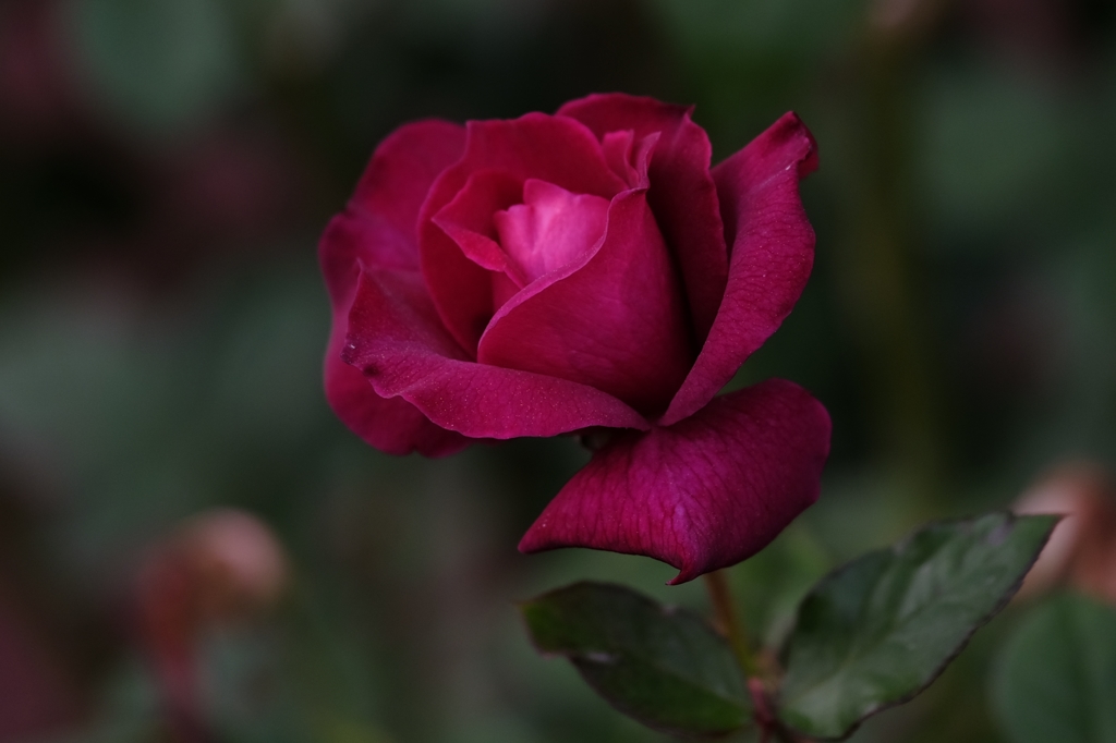 赤い薔薇