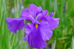花菖蒲(紫)