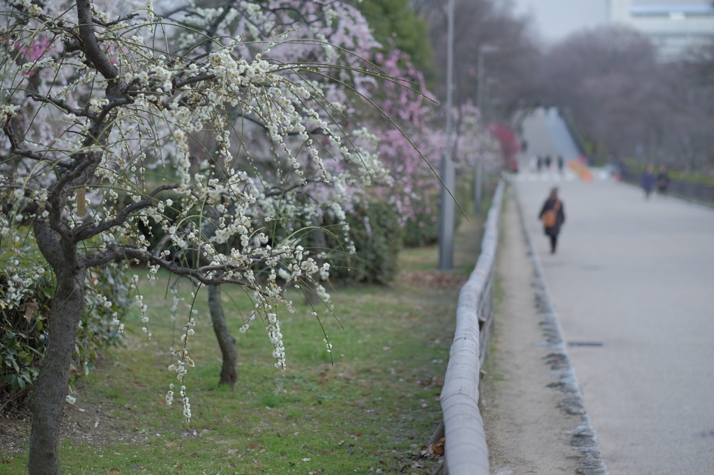 大阪城公園の梅林２