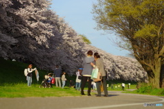 京都八幡背割堤の桜１