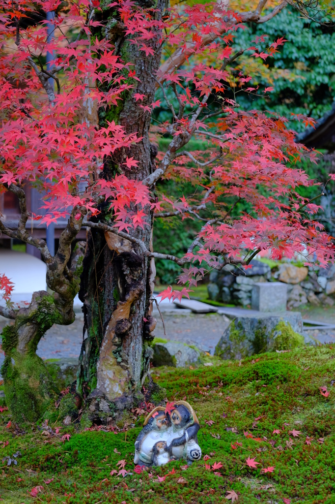 本日の南禅寺(高徳庵)