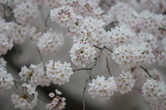 たまには桜もね、でもよさこいの会場脇(笑)