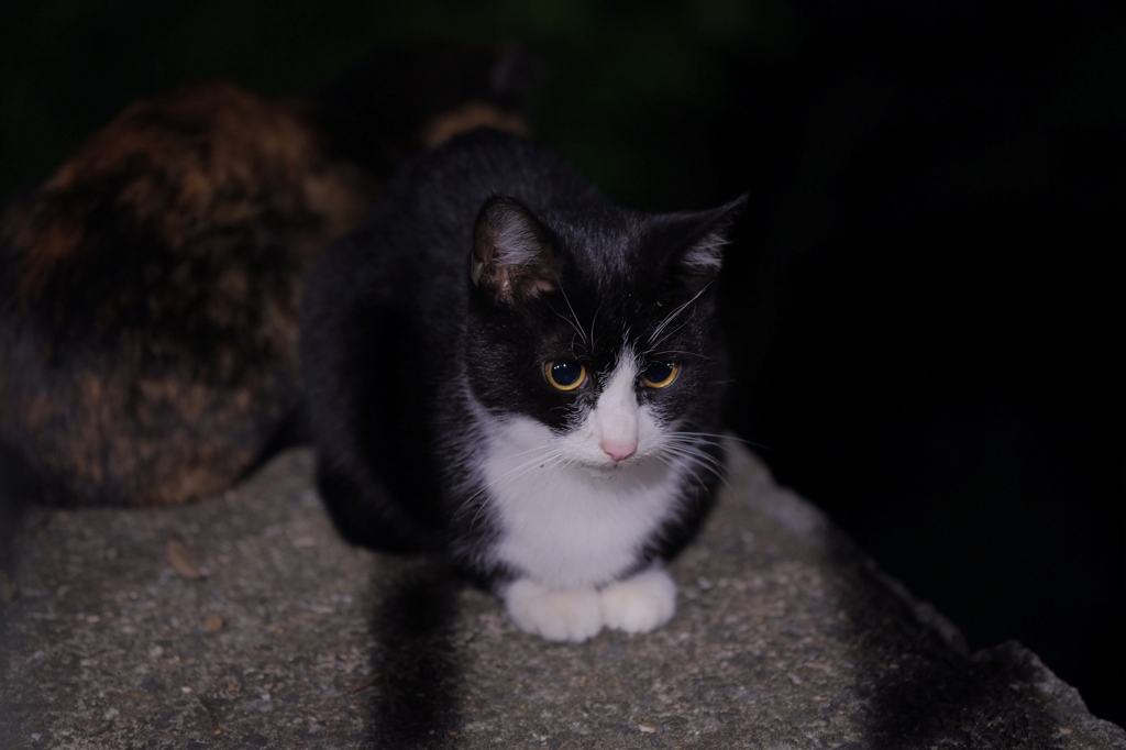 通りすがりの猫in伏見稲荷 By 光速の豚 Id 写真共有サイト Photohito