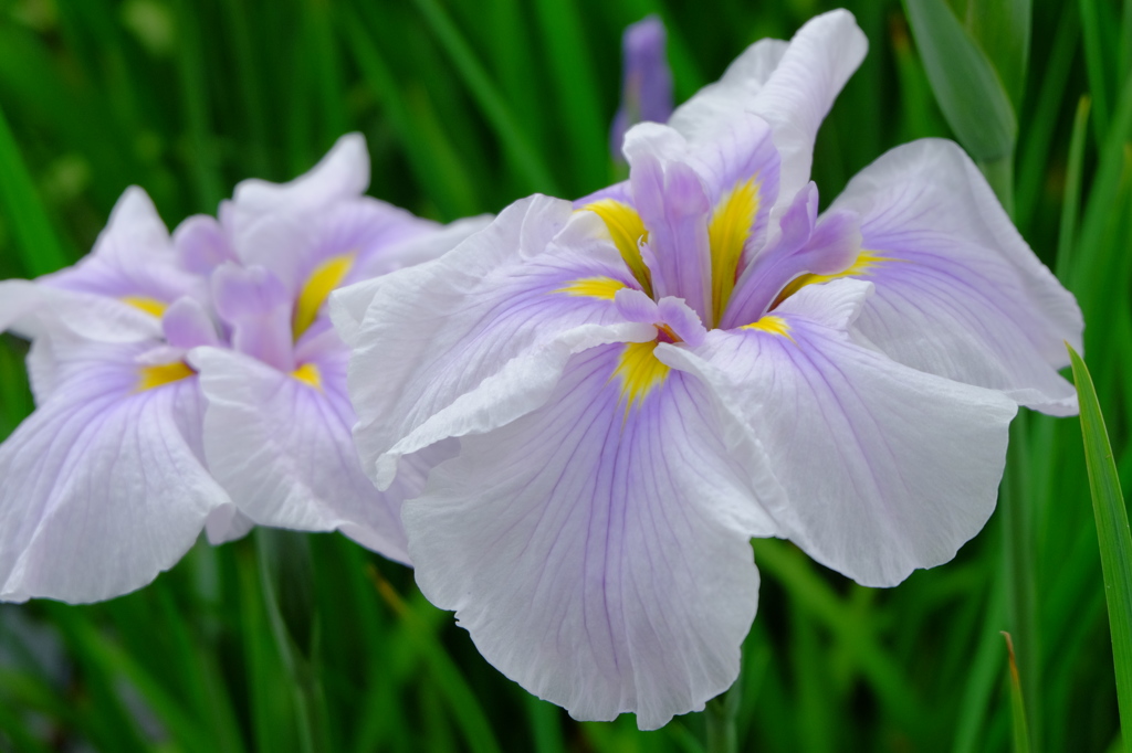 花菖蒲(白)