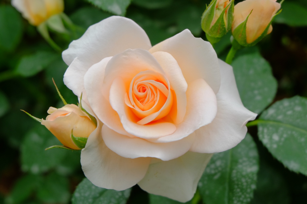 薔薇①