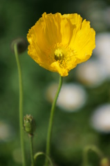 心に花を、慰め･忍耐