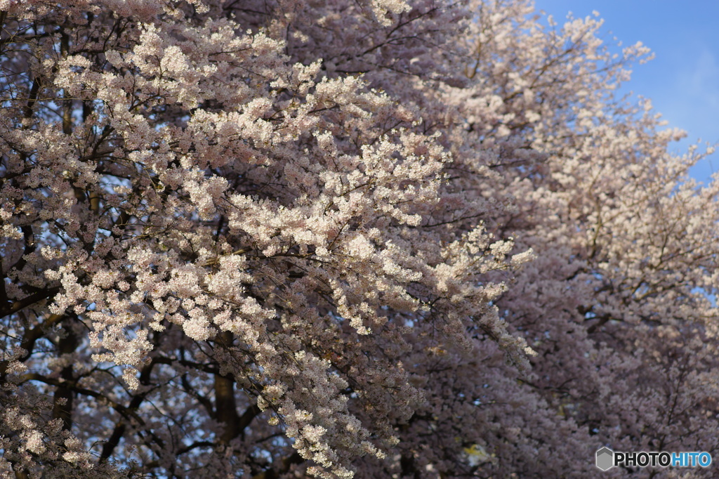 京都八幡背割堤の桜2