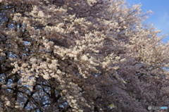 京都八幡背割堤の桜2