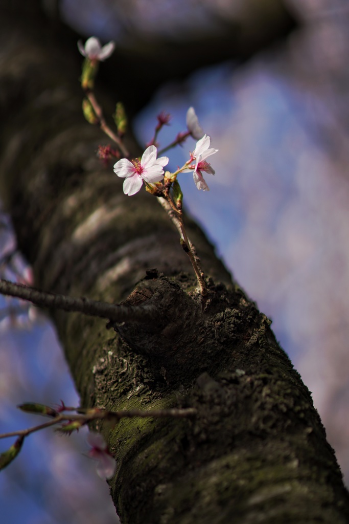 Sakura