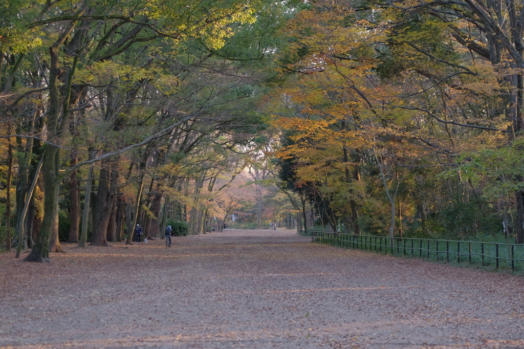 糺の森　馬場12/10