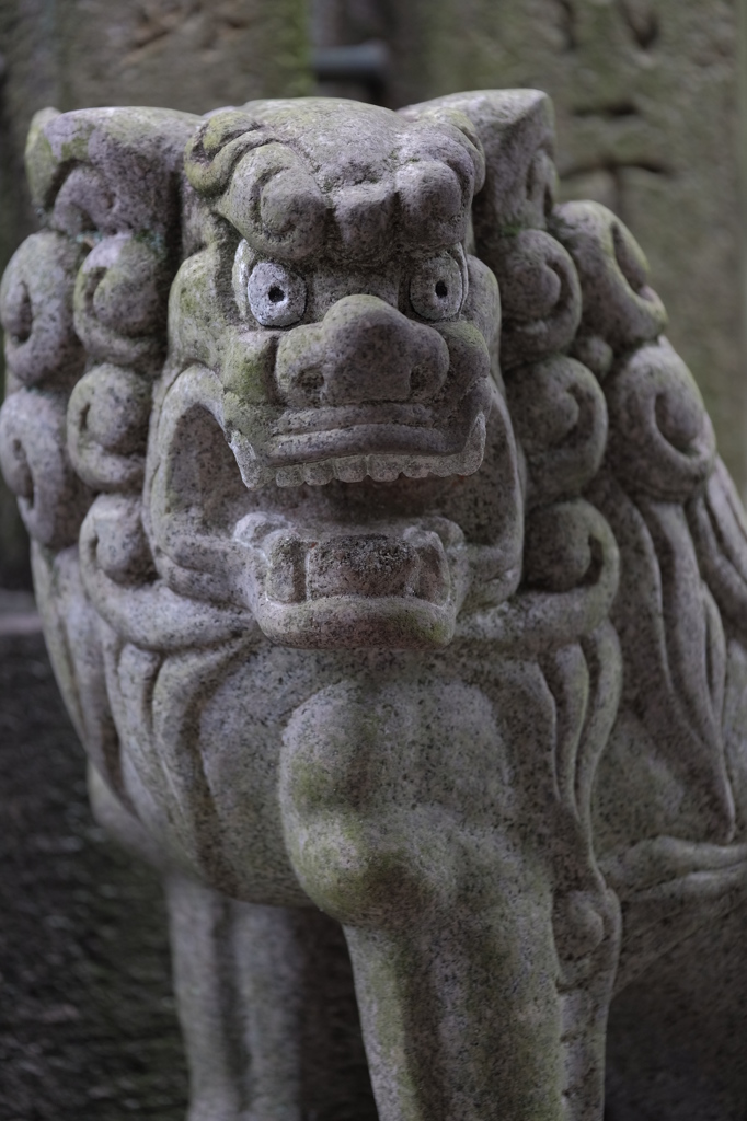 狛犬の主張