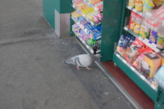 通りすがりの鳩